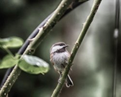 Vancouver Island Chickadee 2000w.jpg