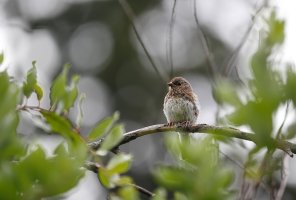 Unidentified 11 2000w.jpg