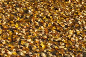 Autumn Leaves 2000w.jpg