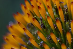 EasternConeFlower_web.jpg