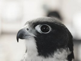 peregrine.jpg