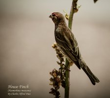House Finch 1 WEB.jpg
