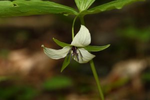 Southern Nodding Trillium 3.JPG