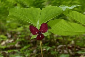 Vasey's Trillium 2.JPG