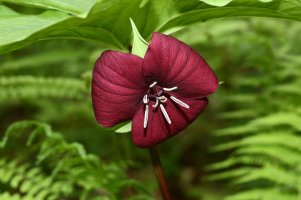 Vasey's Trillium 1 (2).jpg