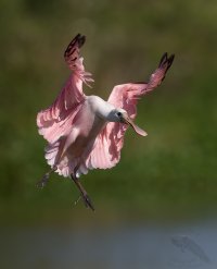 Roseate spoonbill fledglings landing wings up BG 1200cr.jpg