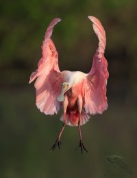 Roseate spoonbill adult landing wings up BG 1200cr.jpg