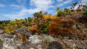 Wild flowers_26873.JPG