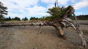 Wild flowers1_26865.JPG