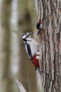 Buntspecht (1 von 1).jpg