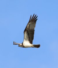 Fischadler (1 von 1).jpg