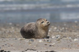 Robbe Helgoland (1 von 1).jpg