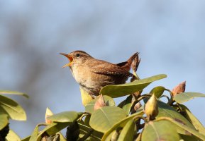 Zaunkönig (1 von 1).jpg