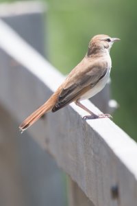 20150515-IMGL9190.jpg