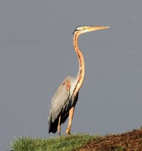 Heron22.jpg