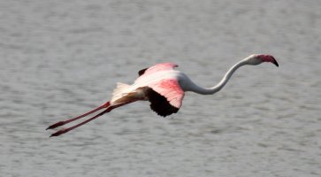 Flamingo.jpg