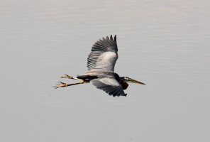 Heron.jpg