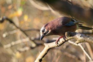 Jay01.JPG