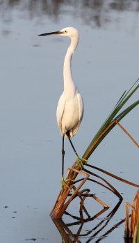Egret (2).jpg