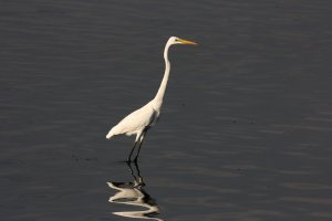 Egret2.jpg