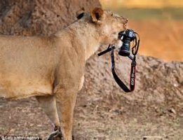 lion2.jpg