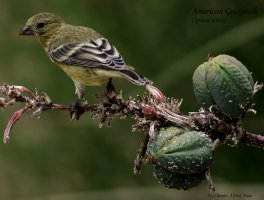 American Goldfinch 9 JPEG.jpg