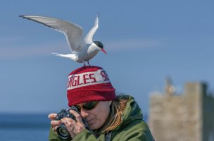 The Eagle Has Landed, Farne Islands.jpg