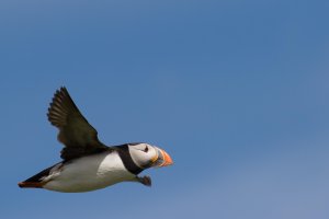 Puffin1web.JPG