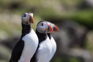Puffins web.JPG