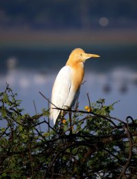 Cattle Egret.jpg