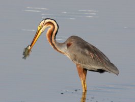 Purple Heron.jpg