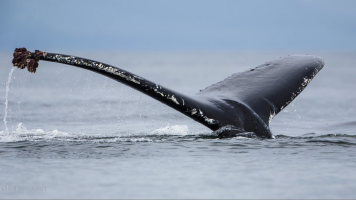 Screen Shot 2015-05-26 at 6.24.09 AM.png