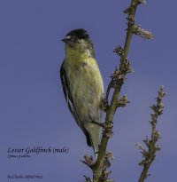 Lesser Goldfinch 1 WEB.jpg
