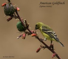 American Goldfinch WEB.jpg