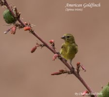 American Goldfinch 5 JPEG.jpg