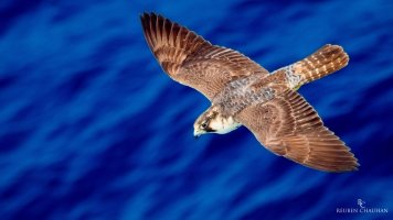 Birds at Sea - 20150507 - 7-Edit.jpg