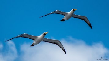 Brazillian Coast  - 2015-01-26 224.jpg