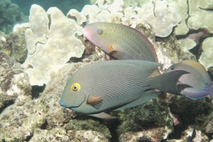 GoldringSurgeonfish_c_01010.jpg