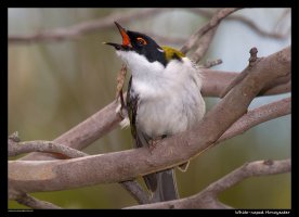 white-naped-honeyeater1.jpg