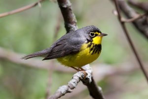 Canada Warbler (male) 101.jpg