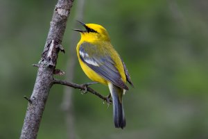 Blue-winged Warbler (male) 101.jpg