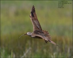 Long-billed-Curlew-3.jpg