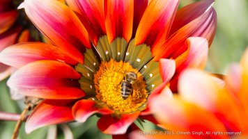 Bee on Gazania.jpg
