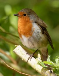Robin7DII_400_915A7972.jpg