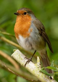 Robin7DII_560_915A7968.jpg
