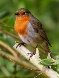 Robin5DIII_560_2U4A6396.jpg
