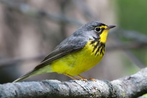 Canada Warbler (male) 100.jpg