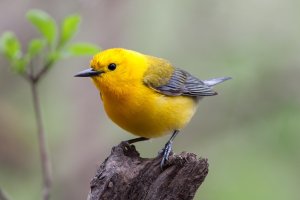 Prothonotary Warbler (male) 100.jpg