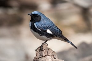Black-throated Blue Warbler (male) 100.jpg