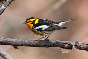 Blackburnian Warbler (male) 100.jpg